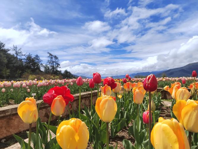 第三届世界的“香格里拉”花之旅启幕：发布《迪庆观花手册》，收录600余种高山珍稀花卉
