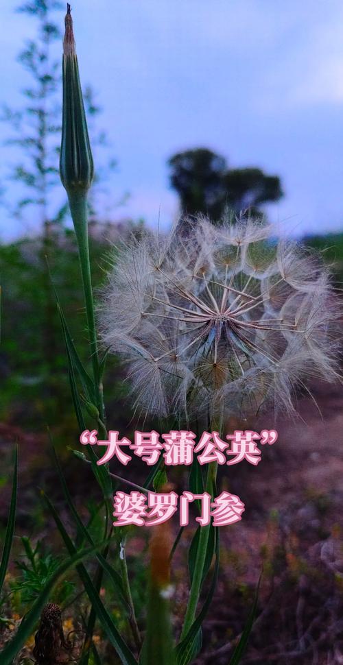 北京多地惊现“大号蒲公英”实为入侵物种长