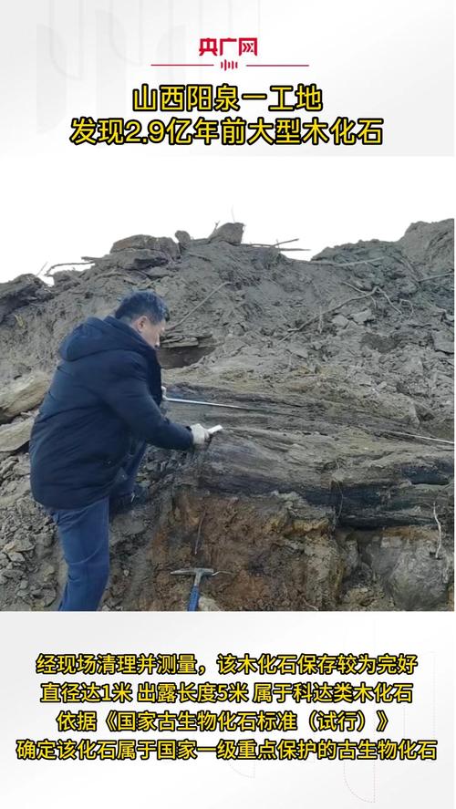 山西阳泉发现2.95亿年科达木化石：直径