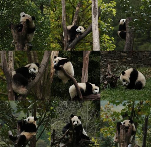 特别是想看熊猫幼崽,顺便欣赏秋景,那就一定要去卧龙大熊猫苑的神树坪