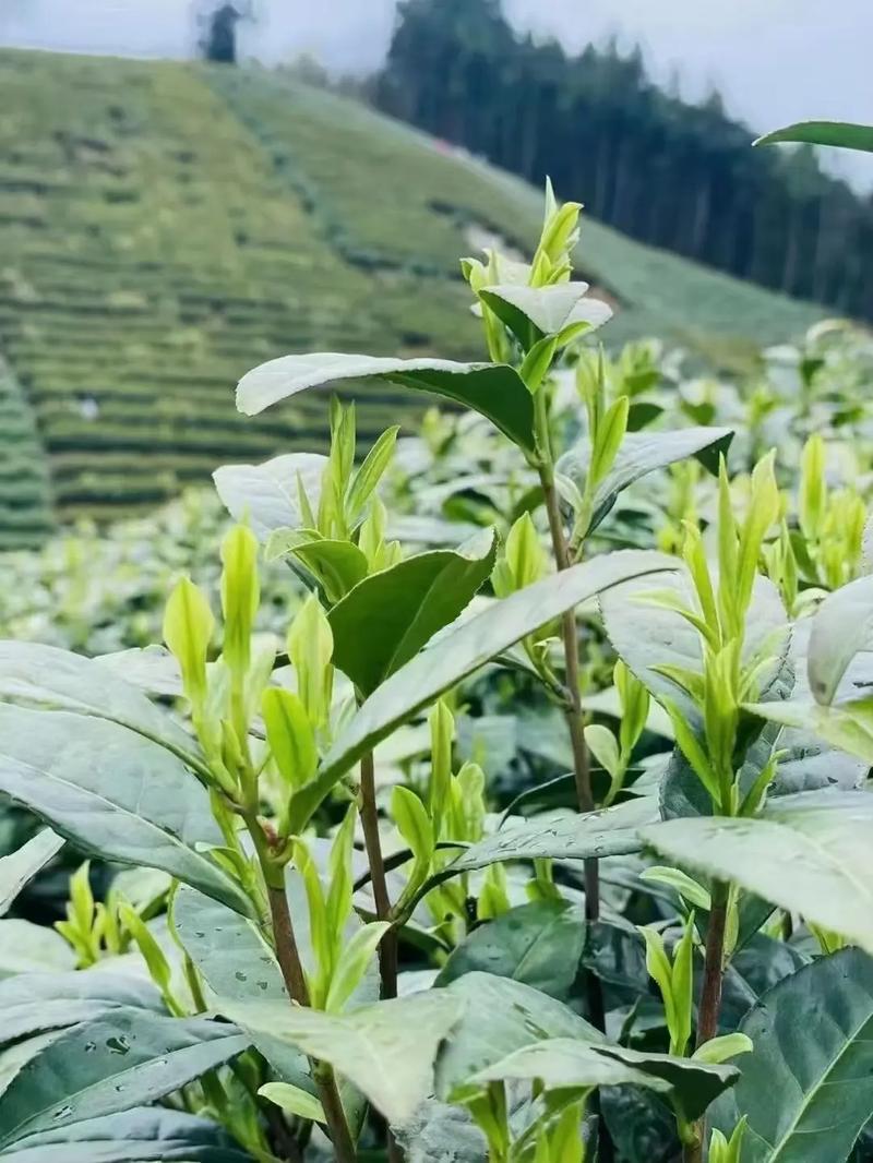 安徽“有名茶无名企”困局如何破？皖闽浙三省茶产业品牌战启示录