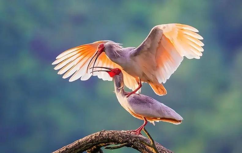 🦜东方瑰宝