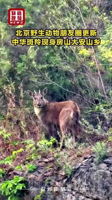 视频丨北京野生动物朋友圈更新,中华斑羚现身房山区大安山乡