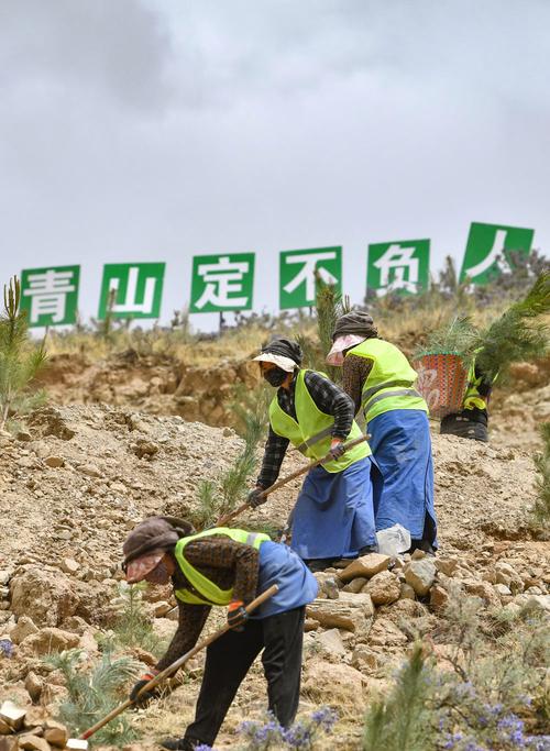 在拉萨南北山绿化2024年度一期工程贡嘎县造林项目贡嘎2号片区,当地