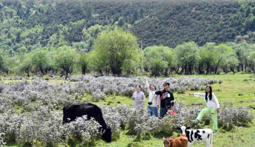 香格里拉进入“花海模式”：杜鹃花海中牛群悠然信步，引游客流连忘返